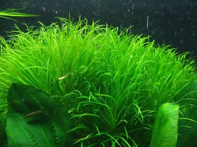 龍魚池塘能不能養水草：龍魚池塘可以養水草嗎？