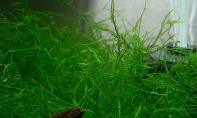 龍魚池塘能不能養水草：龍魚池塘可以養水草嗎？
