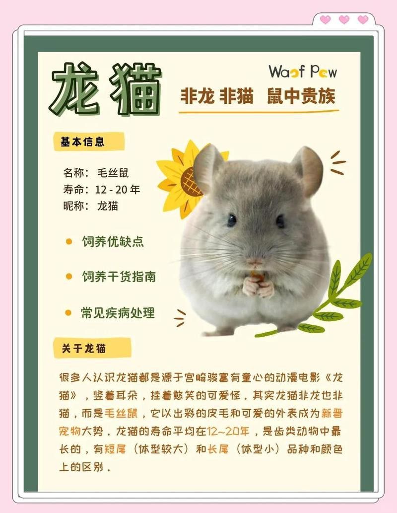 哪些品種的龍貓壽命更長(zhǎng)？