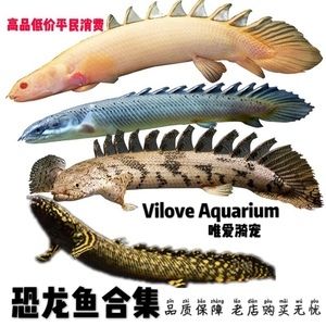 廣州龍魚養殖基地地址（廣州不同區域的龍魚養殖基地地址介紹）