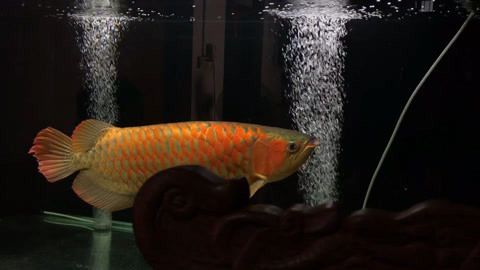 80公分紅龍魚視頻：80公分紅龍魚視頻在線觀看