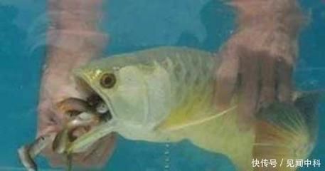 金龍魚嘴里有東西怎么弄出來：發(fā)現(xiàn)金龍魚嘴里有異物