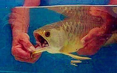 金龍魚嘴里有東西怎么弄出來：發(fā)現(xiàn)金龍魚嘴里有異物
