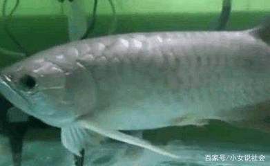 金龍魚嘴里有東西怎么弄出來：發(fā)現(xiàn)金龍魚嘴里有異物