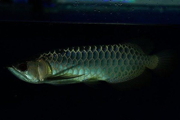 如何預防龍魚燒尾？