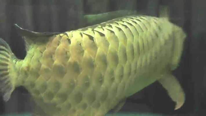 金龍魚頂缸游怎么回事：金龍魚頂缸游可能是由于多種原因引起的 金龍魚頂缸游怎么回事：金龍魚頂缸游可能是由于多種原因引起的 龍魚百科