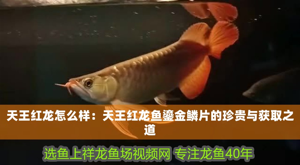 天王紅龍?jiān)趺礃樱禾焱跫t龍魚鎏金鱗片的珍貴與獲取之道