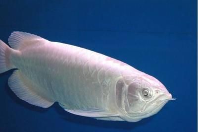 怎么克服龍魚怕光的情緒：如何調(diào)節(jié)龍魚怕光與水質(zhì)關(guān)系,龍魚適應(yīng)新環(huán)境技巧