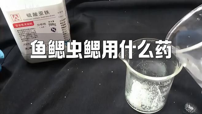 龍魚感染鰓蟲后如何治療？