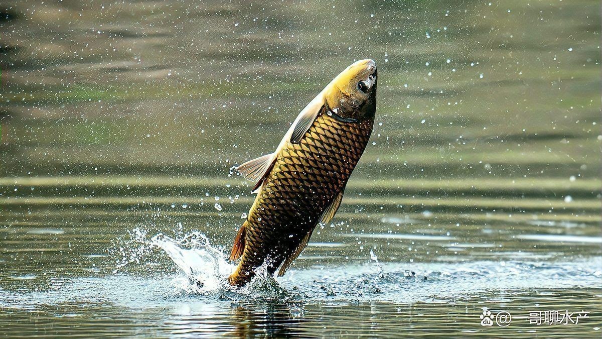 龍魚感染鰓蟲后如何治療？