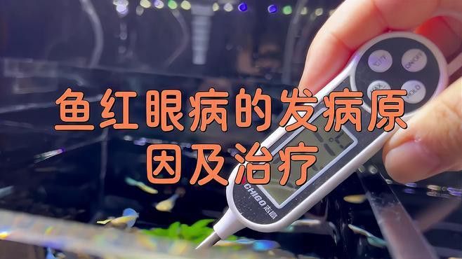 金龍魚眼睛紅