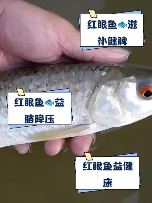 金龍魚眼睛紅