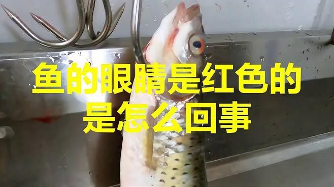 金龍魚眼睛紅