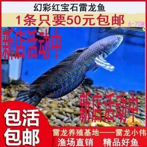 奶茶雷龍魚公母怎么區分：奶茶雷龍魚公母的一些區分方法