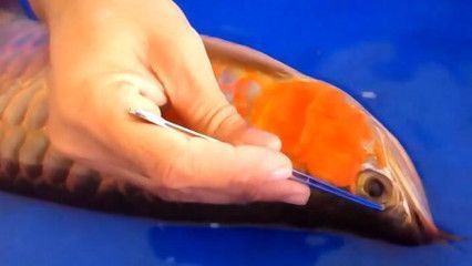 給金龍魚美容視頻：給金龍魚做美容，一次收費達上萬,可一不留神卻會傾家蕩產