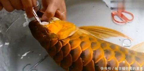 給金龍魚美容視頻：給金龍魚做美容，一次收費達上萬,可一不留神卻會傾家蕩產
