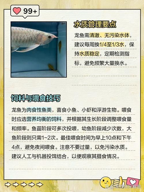 龍魚的養殖方法和注意事項圖片大全