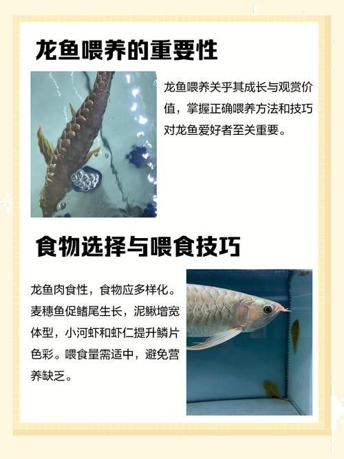 龍魚的養殖方法和注意事項圖片大全