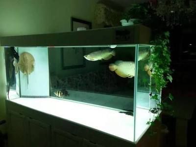 白缸能不能養(yǎng)金龍魚(yú)：白缸養(yǎng)金龍魚(yú)可以嗎