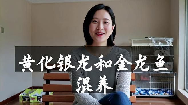 金龍和銀龍可以混養嗎