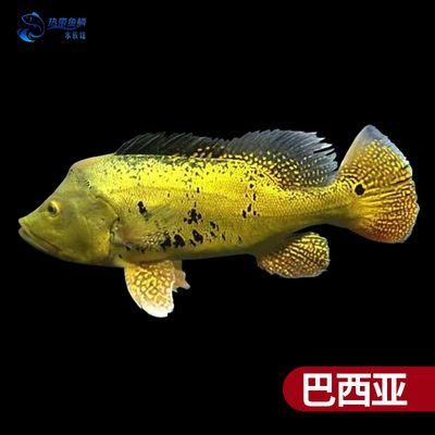 巴西亞魚可以和龍魚混養嗎：巴西亞魚與龍魚混養需要注意些關鍵因素和要點