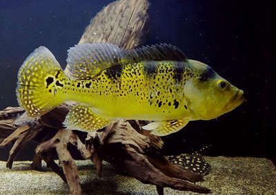 巴西亞魚可以和龍魚混養嗎：巴西亞魚與龍魚混養需要注意些關鍵因素和要點