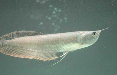 金龍魚尺寸分類圖：關(guān)于金龍魚尺寸分類圖的問題