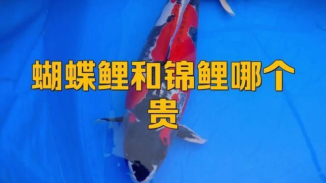 錦鯉和蝴蝶鯉哪個有檔次