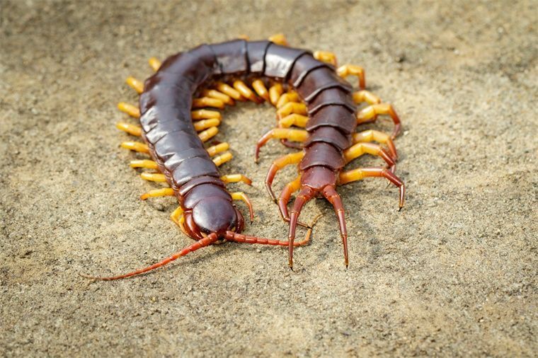喂蜈蚣給龍魚吃要死的還是活的：喂蜈蚣給龍魚吃是活的還是死的