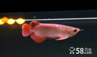 龍魚觀賞魚購買（購買龍魚需要綜合考慮多個因素，龍魚價格波動趨勢）