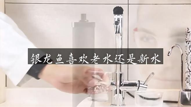 銀龍魚和招財貓魚多久換一次水