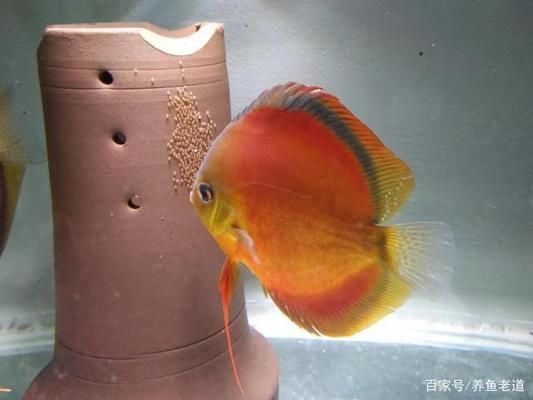 觀賞魚繁殖環境優化技巧，觀賞魚繁殖環境優化是提高繁殖成功率的關鍵
