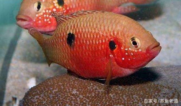 觀賞魚繁殖環境優化技巧，觀賞魚繁殖環境優化是提高繁殖成功率的關鍵