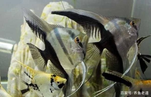 觀賞魚繁殖環境優化技巧，觀賞魚繁殖環境優化是提高繁殖成功率的關鍵