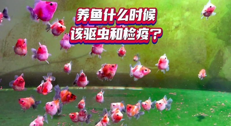 紅龍魚多久需要驅(qū)蟲一次？