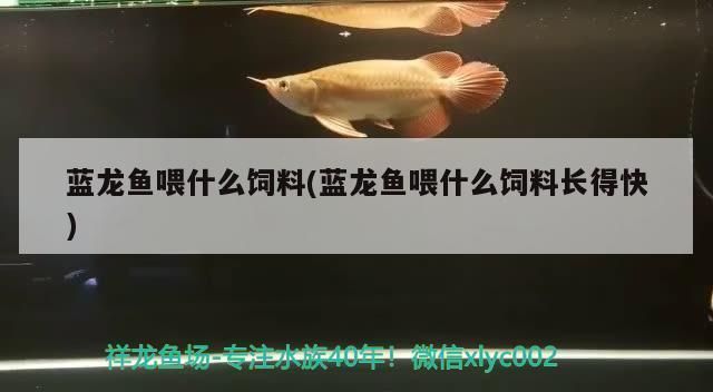 藍龍魚喂什么飼料好（藍龍魚的飼料選擇）