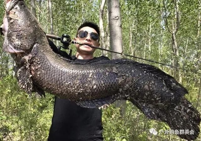 金龍魚和黑魚誰厲害 金龍魚和黑魚誰厲害 龍魚百科 第5張