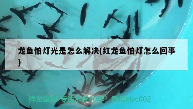 怎么克服龍魚怕光：如何幫助龍魚克服怕光的問題，龍魚飼料營養搭配指南
