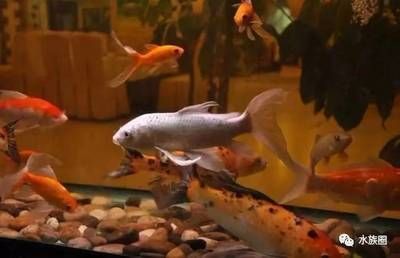 金龍魚從嘴巴里生小魚嗎：金龍魚并不是從嘴巴里生小魚的，它們是一種口孵魚的