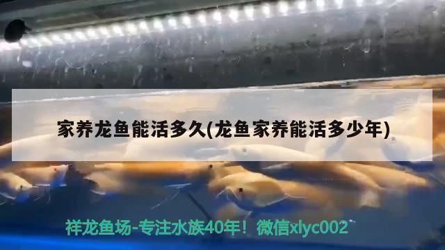龍魚一般活多久:關于龍魚一般壽命的詳細信息 龍魚百科 第1張 龍魚一般活多久:關于龍魚一般壽命的詳細信息 龍魚一般活多久:關于龍魚一般壽命的詳細信息 龍魚百科 第1張