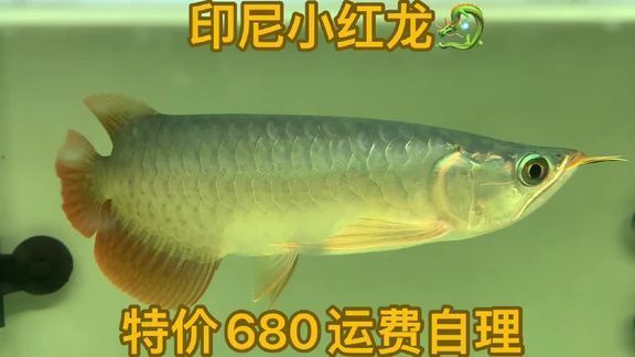 祥龍魚場有哪些視頻作品？