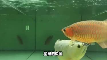祥龍魚場有哪些視頻作品？