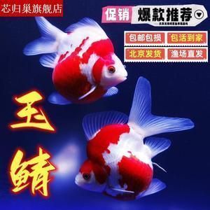 大日玉鯖魚飼養環境要求，大日玉鯖魚的飼養環境要求