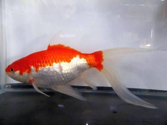 大日玉鯖魚飼養環境要求，大日玉鯖魚的飼養環境要求