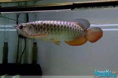 如何判斷龍魚的好壞：判斷龍魚的好壞可以從以下幾個方面進行觀察