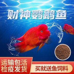 紅龍魚配魚：紅龍魚的配魚指南