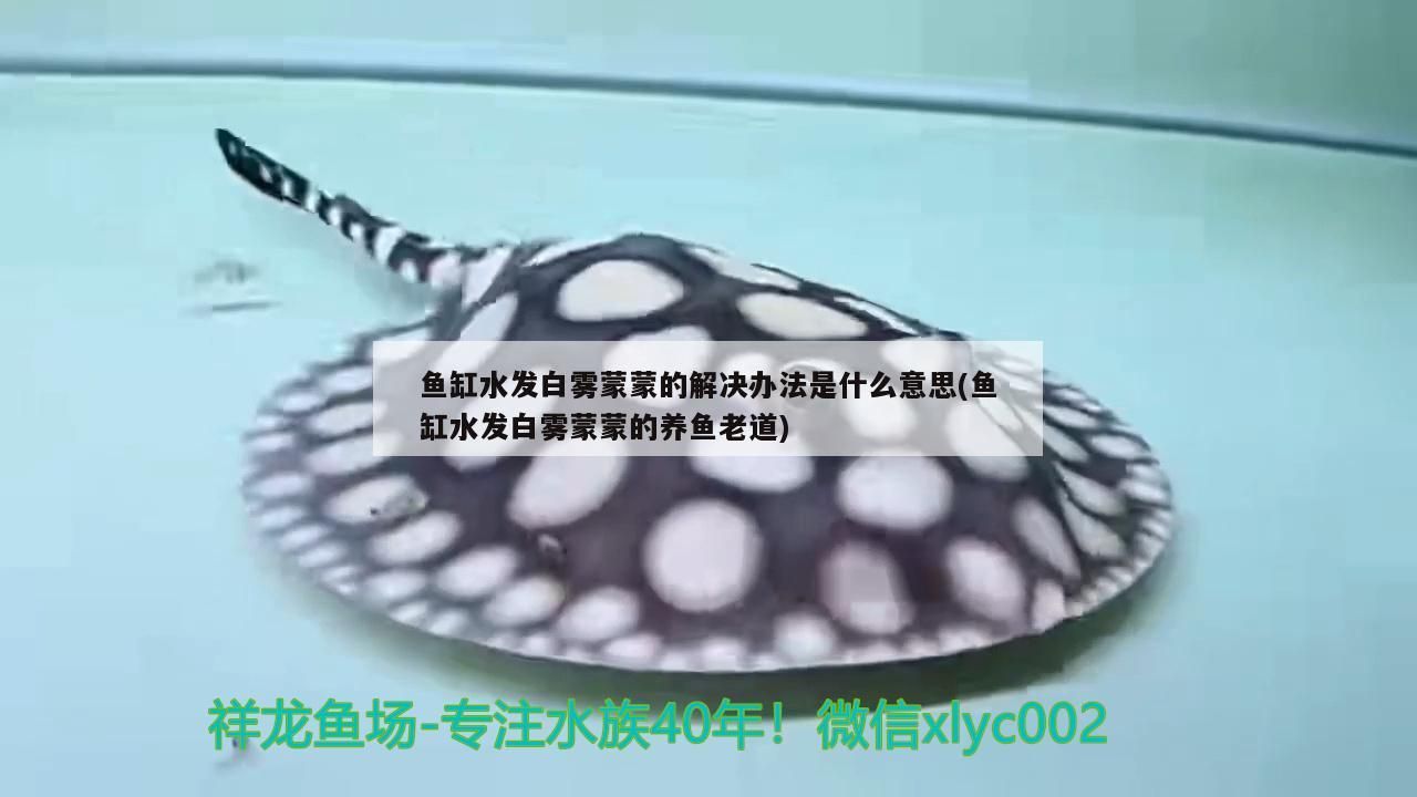 紅龍魚混養最佳幾條魚缸：紅龍可以混養嗎