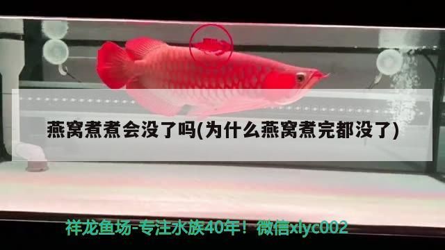 紅龍魚混養最佳幾條魚缸：紅龍可以混養嗎