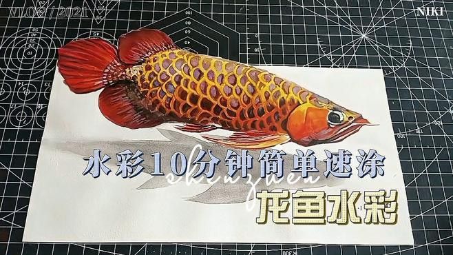 紅龍魚圖片大全大圖霸氣頭像男生