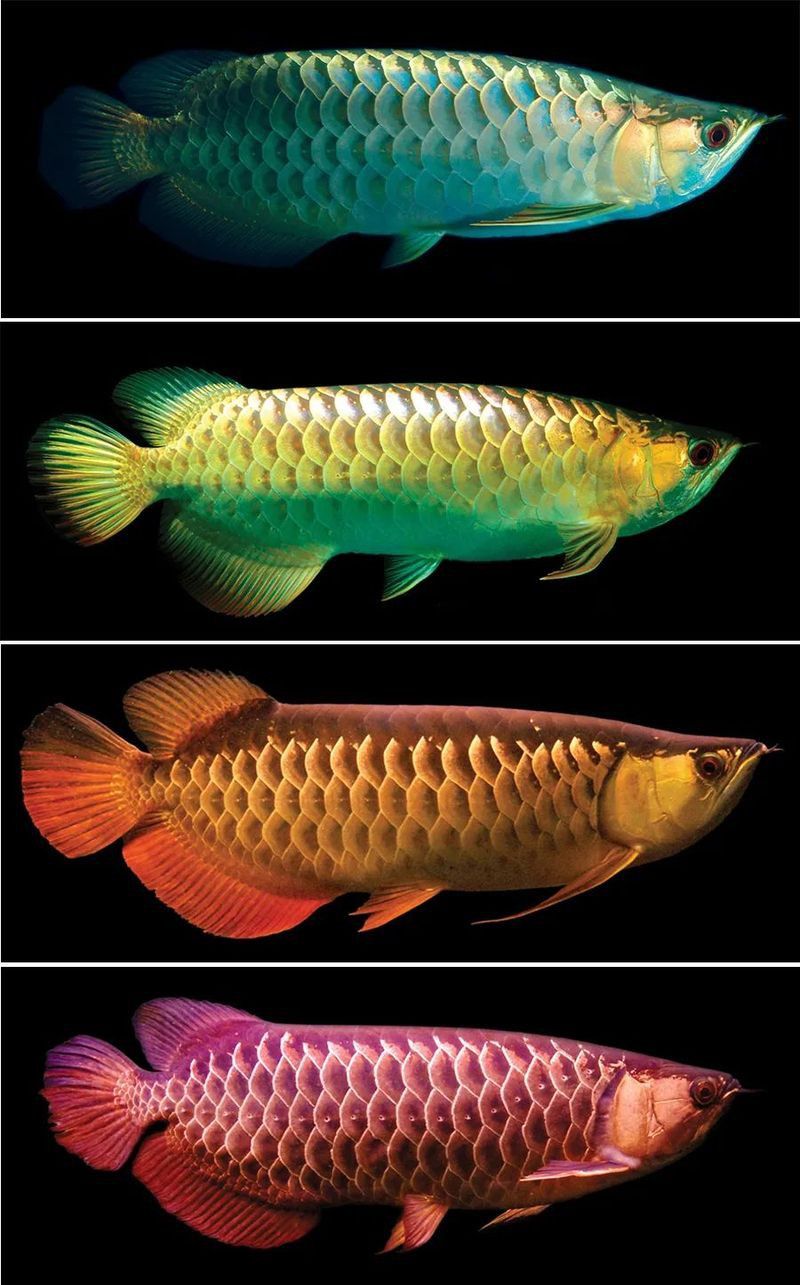 紅龍魚圖片大全大圖霸氣頭像男生